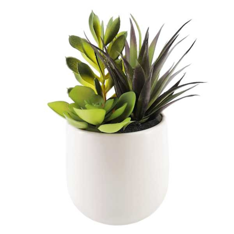 Succulent Plant with White Planter, 8″