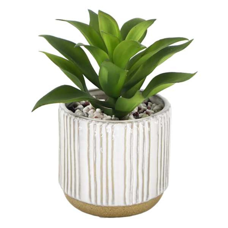 Succulent with Ceramic Planter, 7.5″