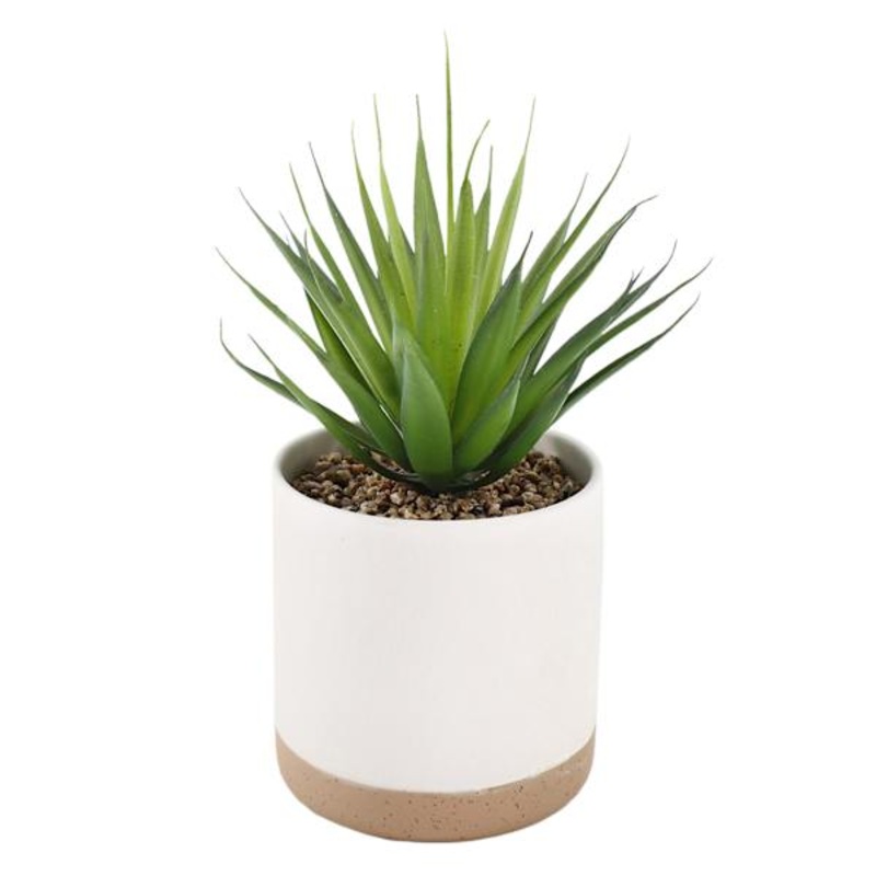 Succulent with White Ceramic Planter, 8″