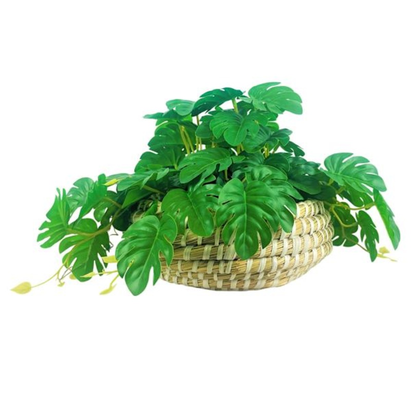 Swiss Philodendron in Low Basket, 10″