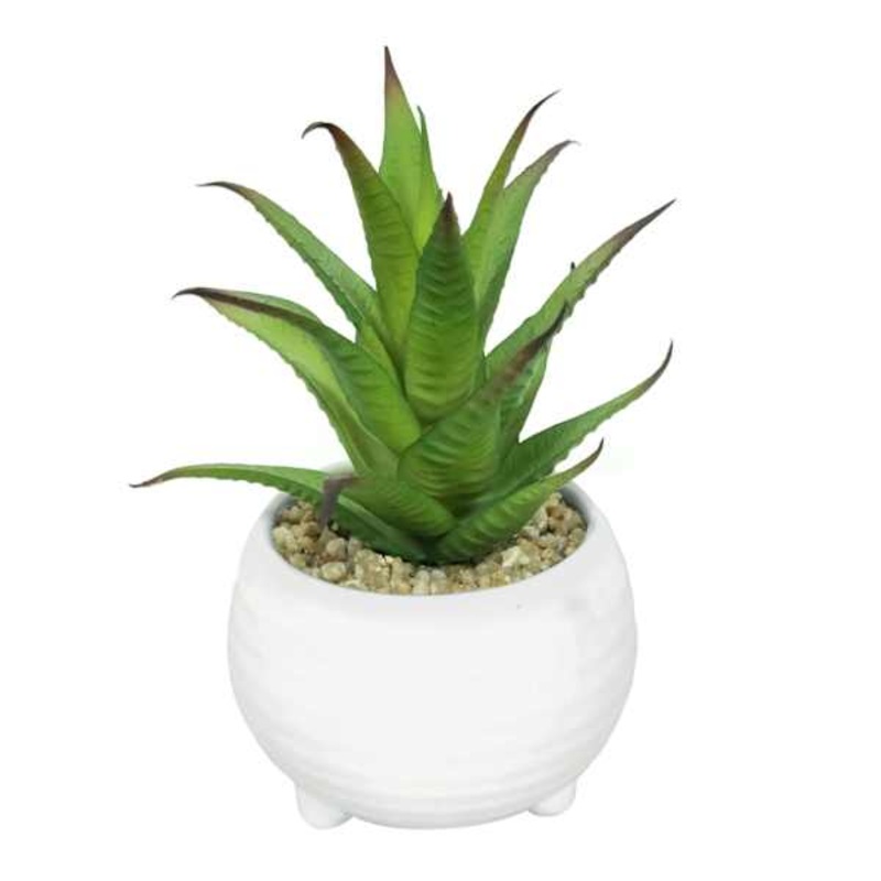 Tracey Boyd Succulent in White Pot, 6″