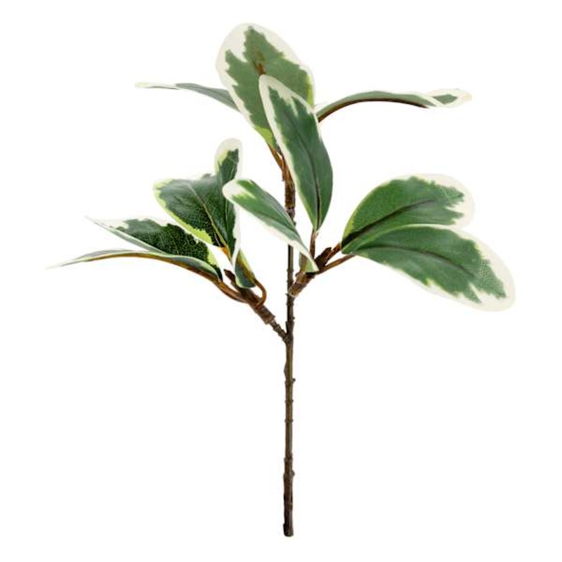 Variegated Pittosporum Pick, 10″