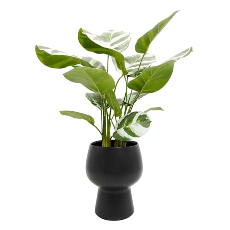 Varigated Rubber Plant in Ceramic Pot, 22″