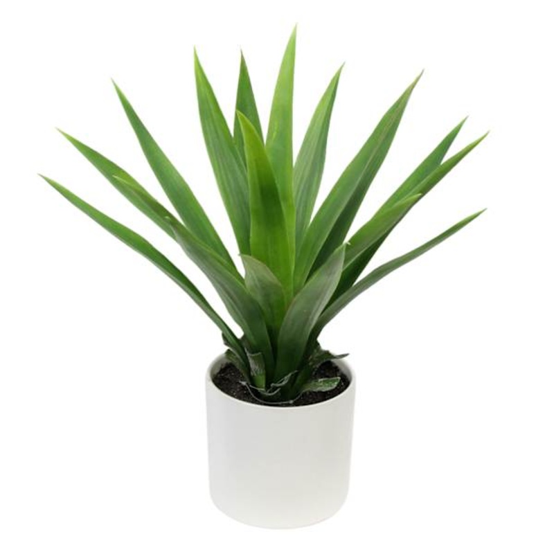 Yucca Plant with White Planter, 18″