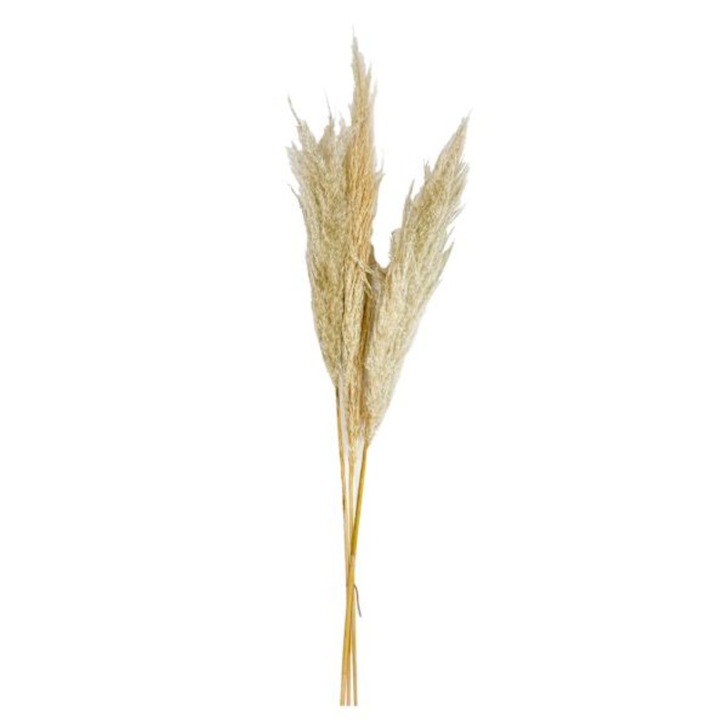 3-Piece Pampas Grass Bundle, 48″