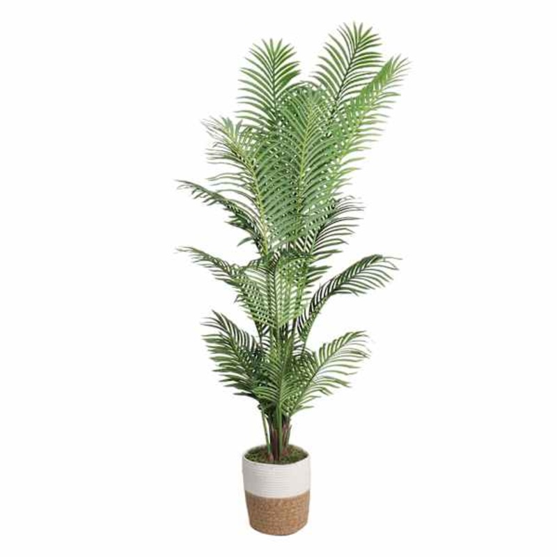 Areca Palm in Deco Basket, 6.5′