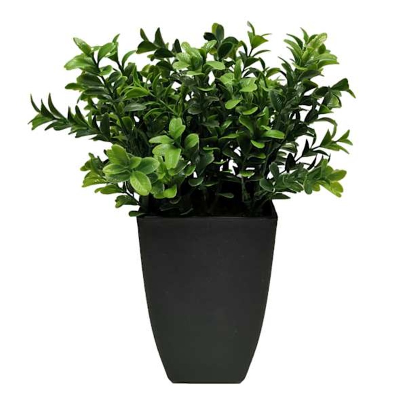 Boxwood Plant with Square Black Planter, 12″