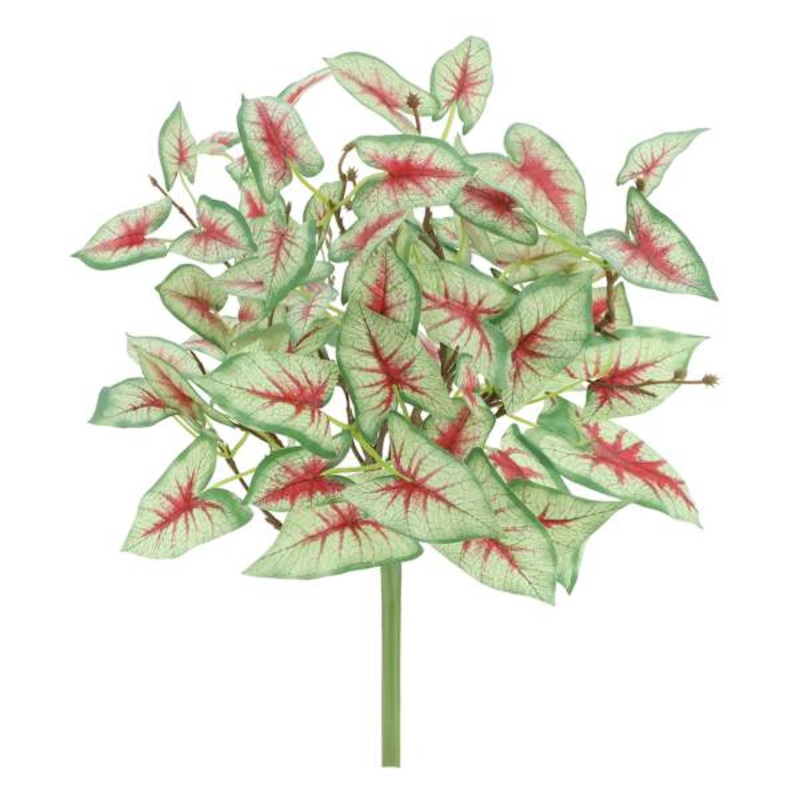 Caladium Bush, 14″