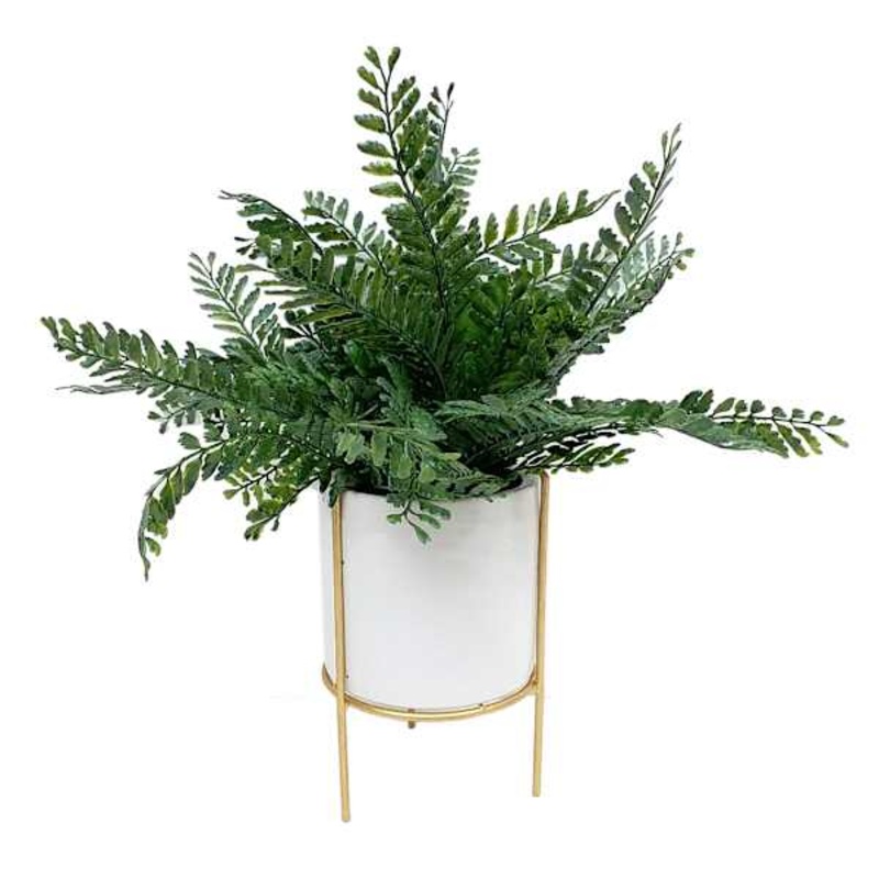 Fern in White Pot, 14″