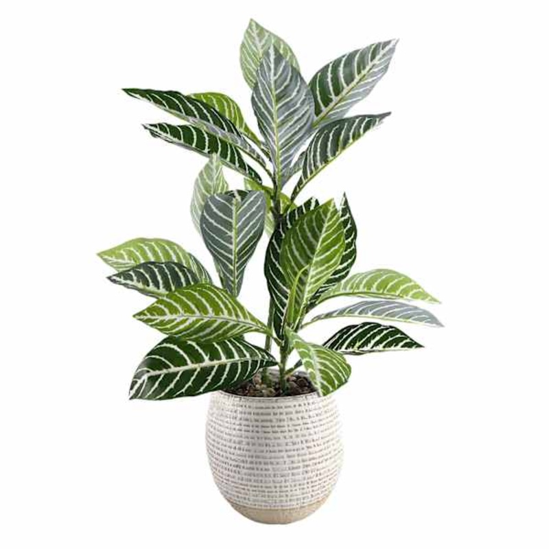 Honeybloom Striped Leaves in Ceramic Pot, 21.5″