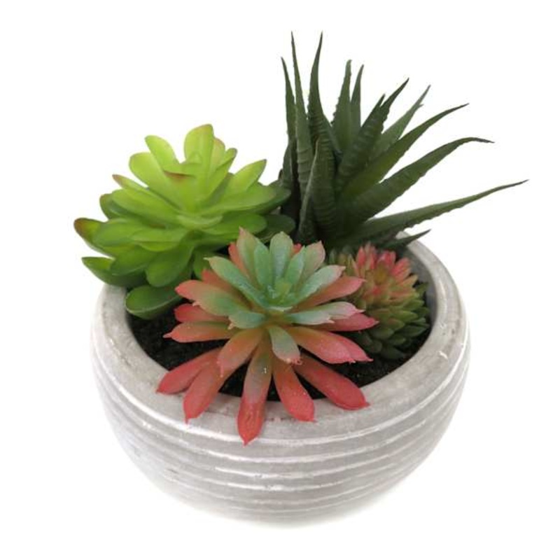 Mixed Succulent in Grey Pot, 5.5″
