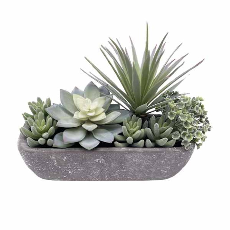 Mixed Succulents in Grey Planter, 9″