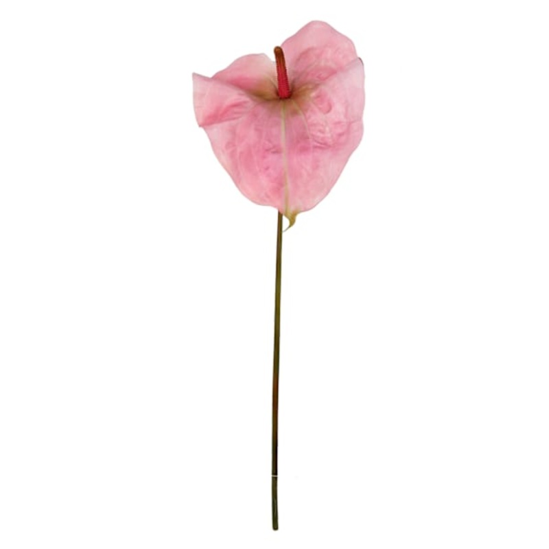 Pink Anthurium Stem, 33.5″