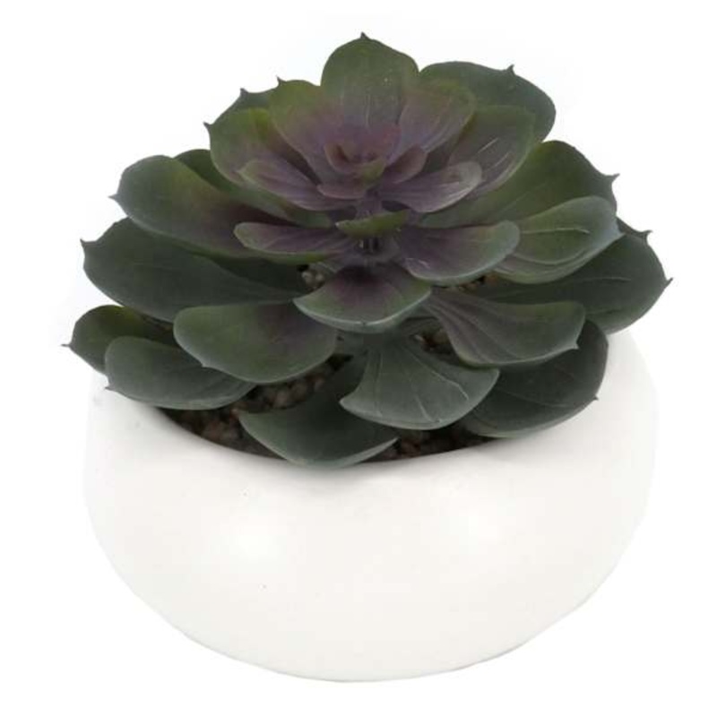 Purple Echeveria in White Pot, 5″