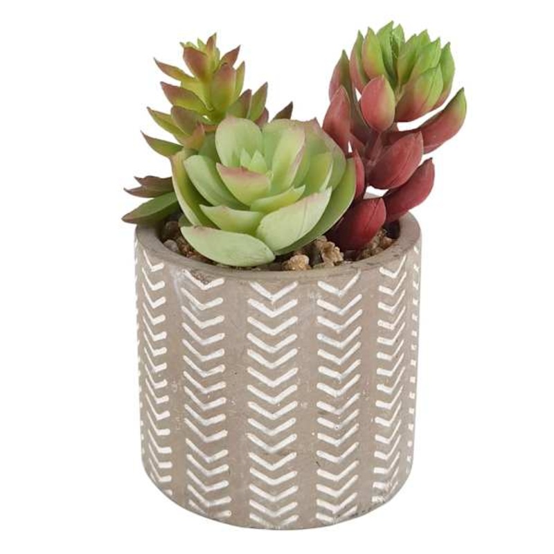 Succulent Arrangement in Cement Pot, 4.5″