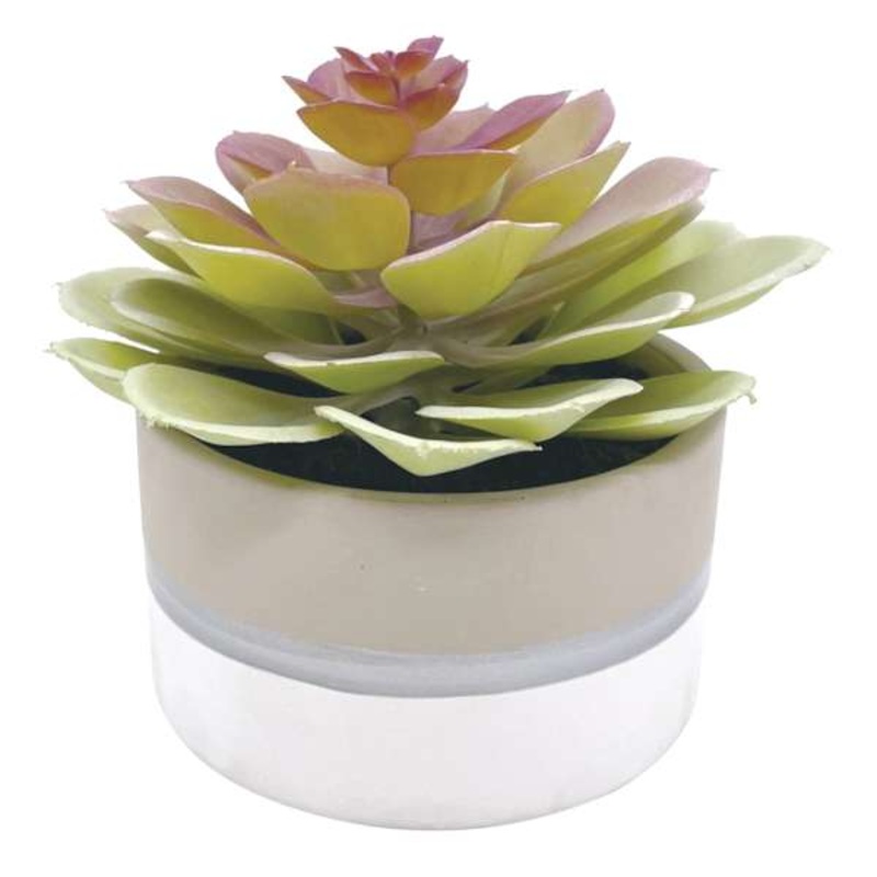 Succulent Lotus in Ceramic Pot, 5″