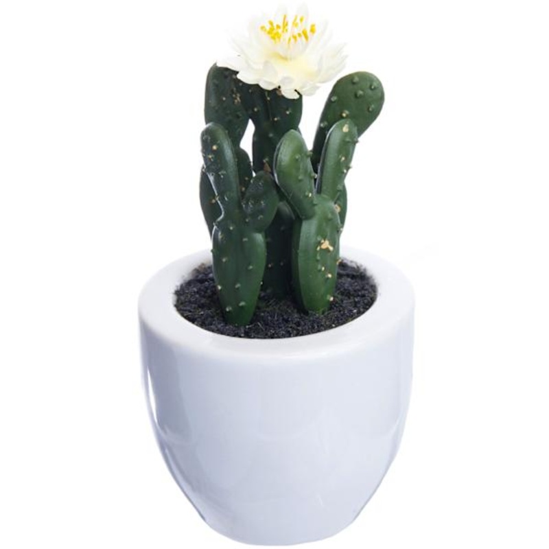 Tall Cactus with Flower in White Planter, 6″