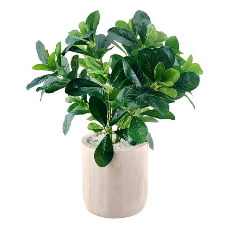 Ty Pennington Polyscias Plant in Wood Pot, 17.3″