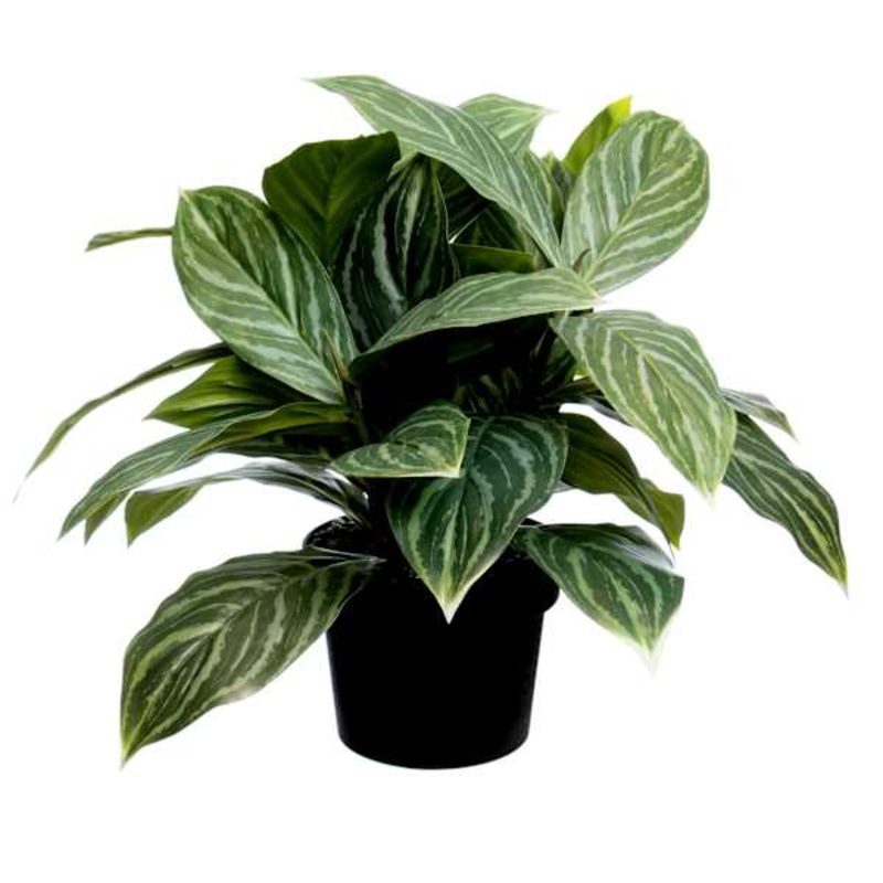UV-Protected Aglaonema in Plastic Pot, 16″