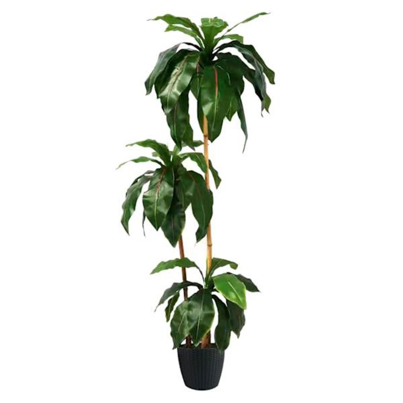 3-Head Potted Bird’s Nest Tree, 5.5′
