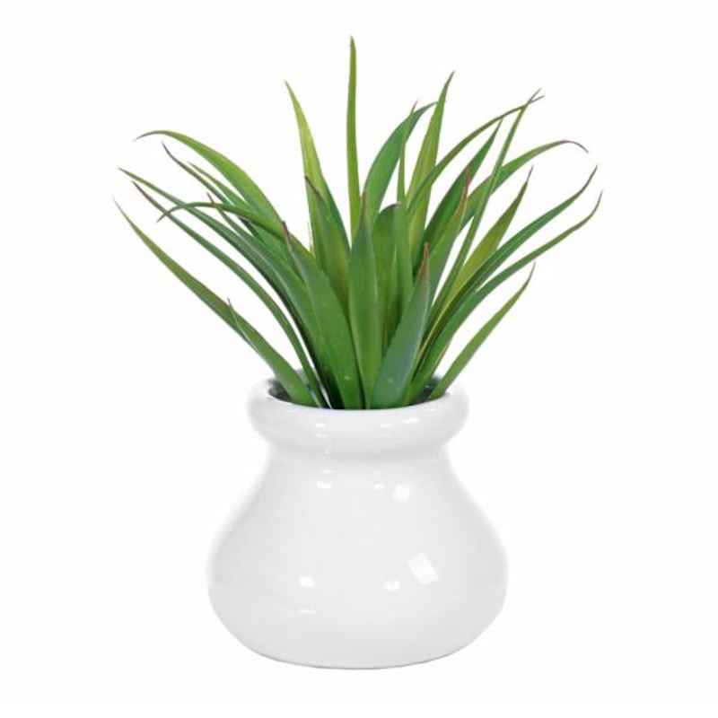Agave with White Ceramic Planter | At Home