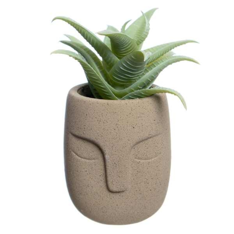 Aloe in Cement Pot, 5.5″