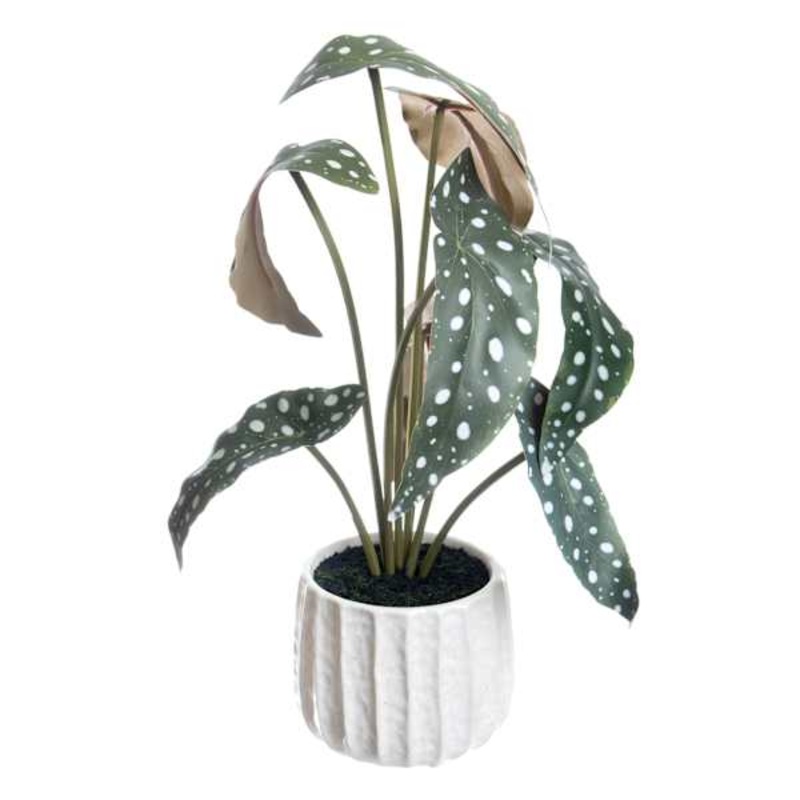 Begonia Leaf Plant in White Pot, 16″