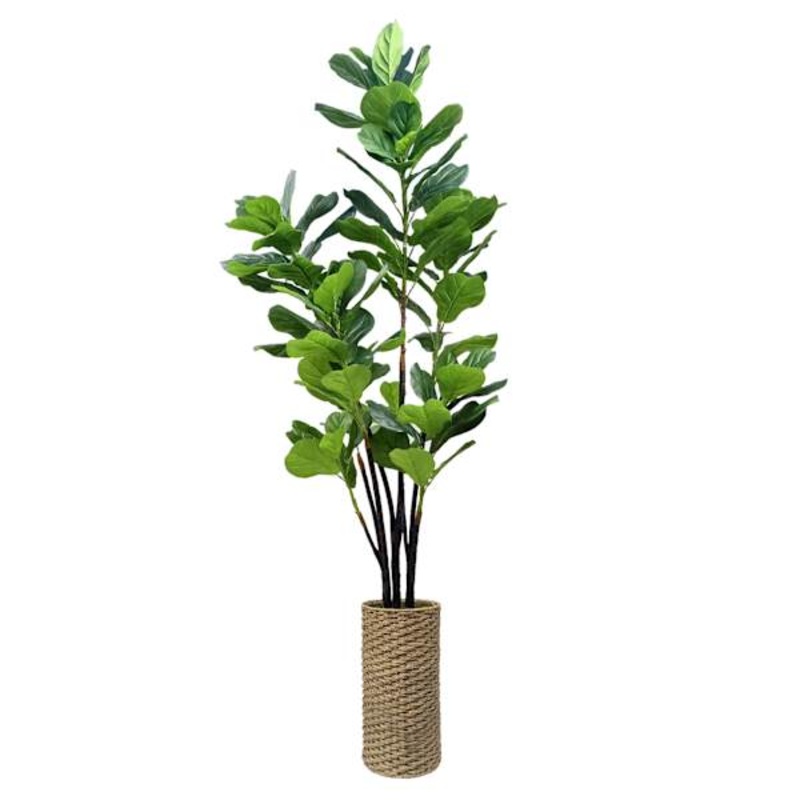 Deluxe Fig Tree in Woven Basket, 7′