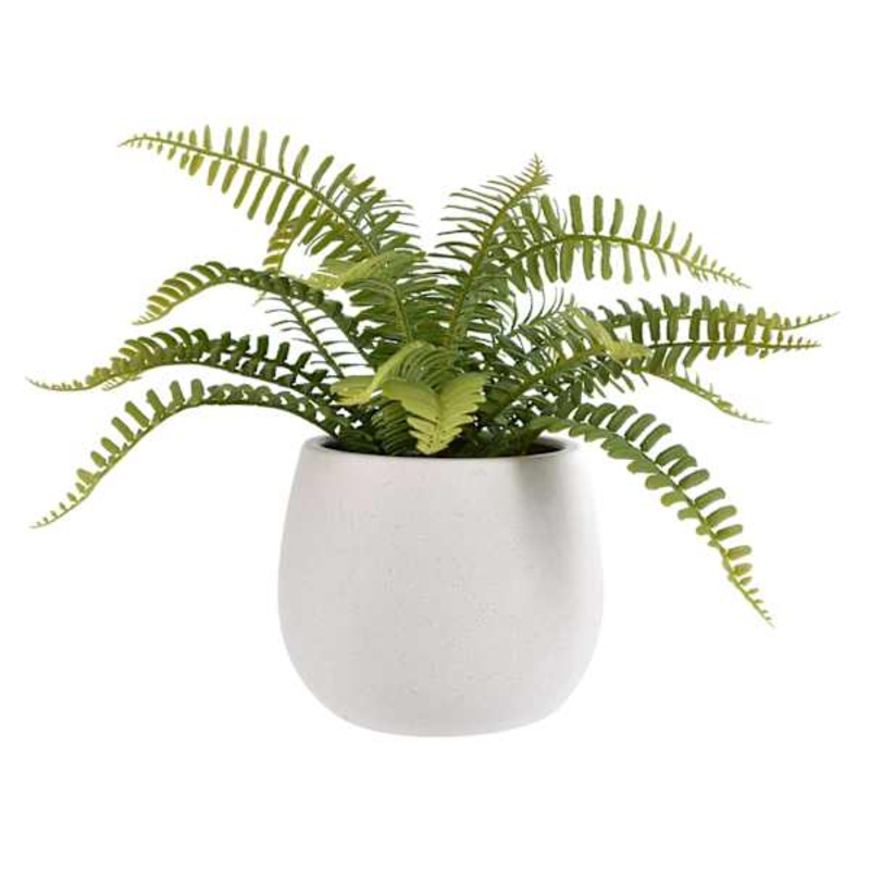 Fern Arrangement in White Ceramic Pot, 12″