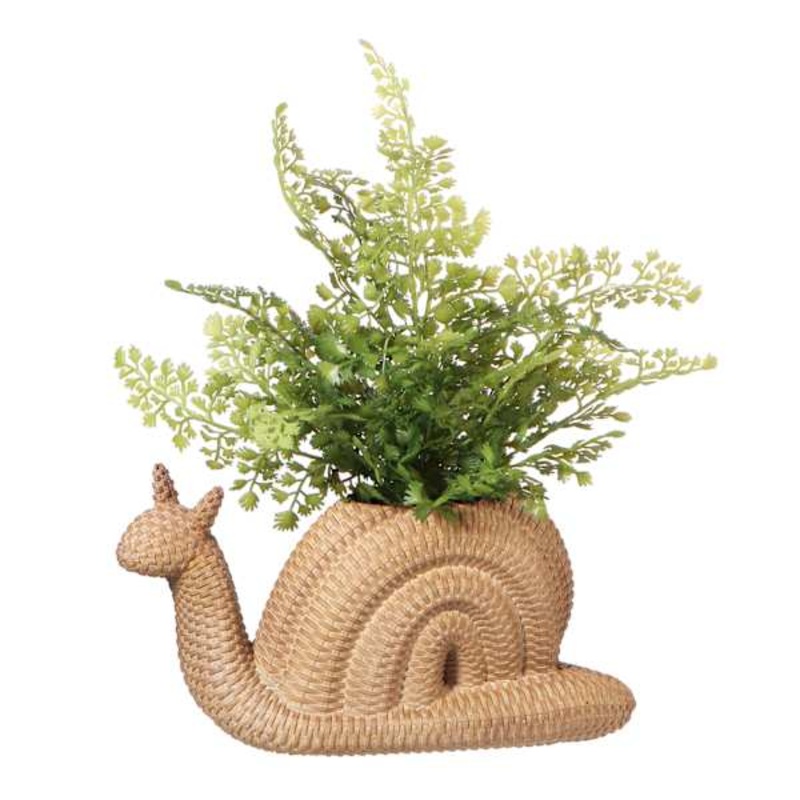 Fern in Snail Pot