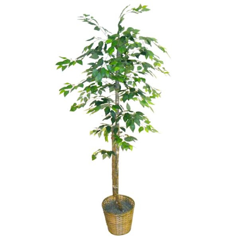 Ficus Tree with Basket Planter, 78″