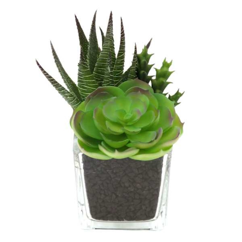 Mixed Succulent in Glass Pot, 6″