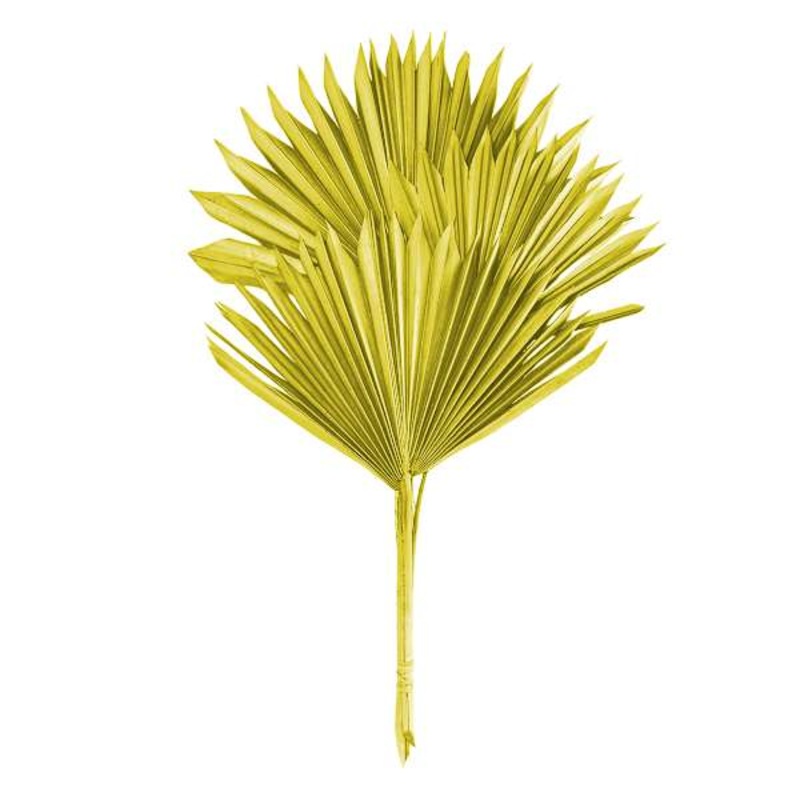 Olive Sun Spear, 19″