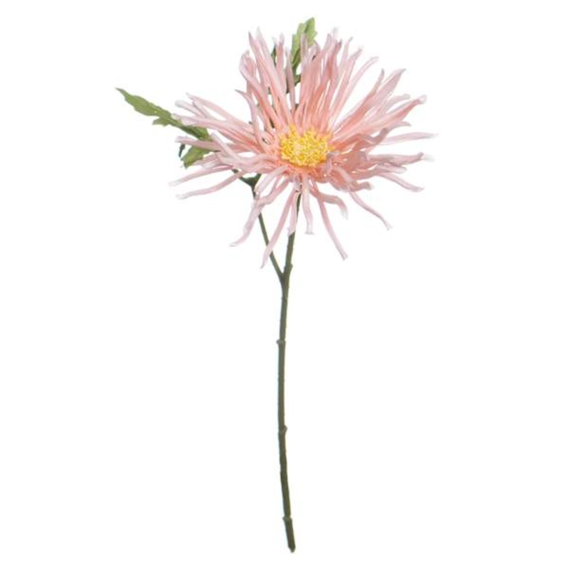 Pink African Daisy Pick, 11″