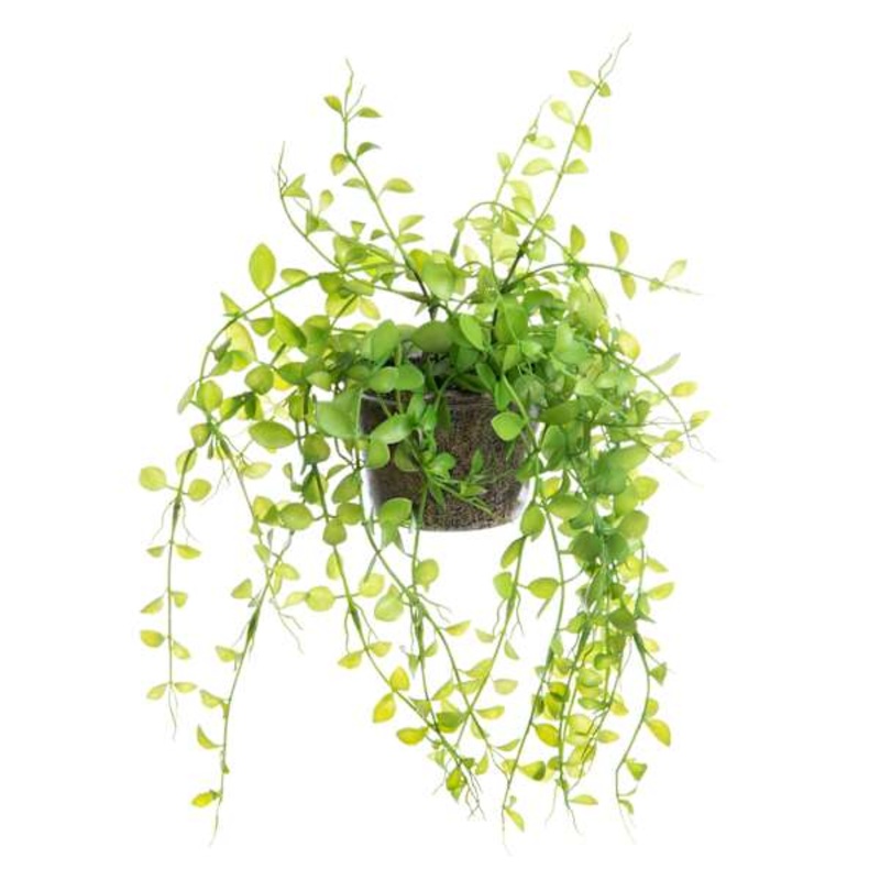 Potted Button Leaf Plant, 9″