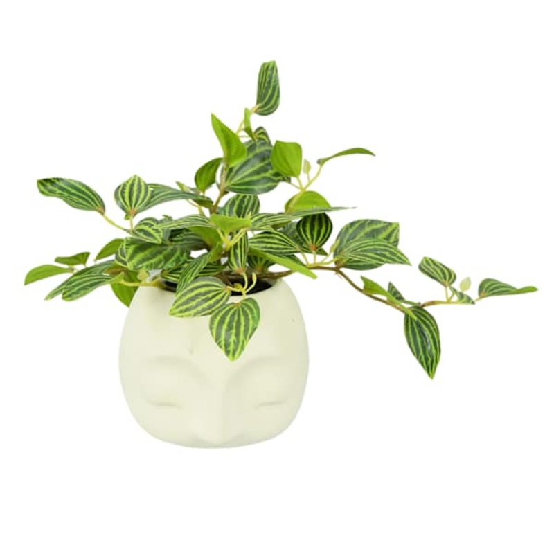 Taro in Face Pot, 10″