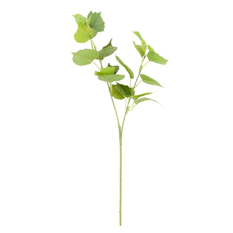 Tomentosum Geranium Stem, 23″