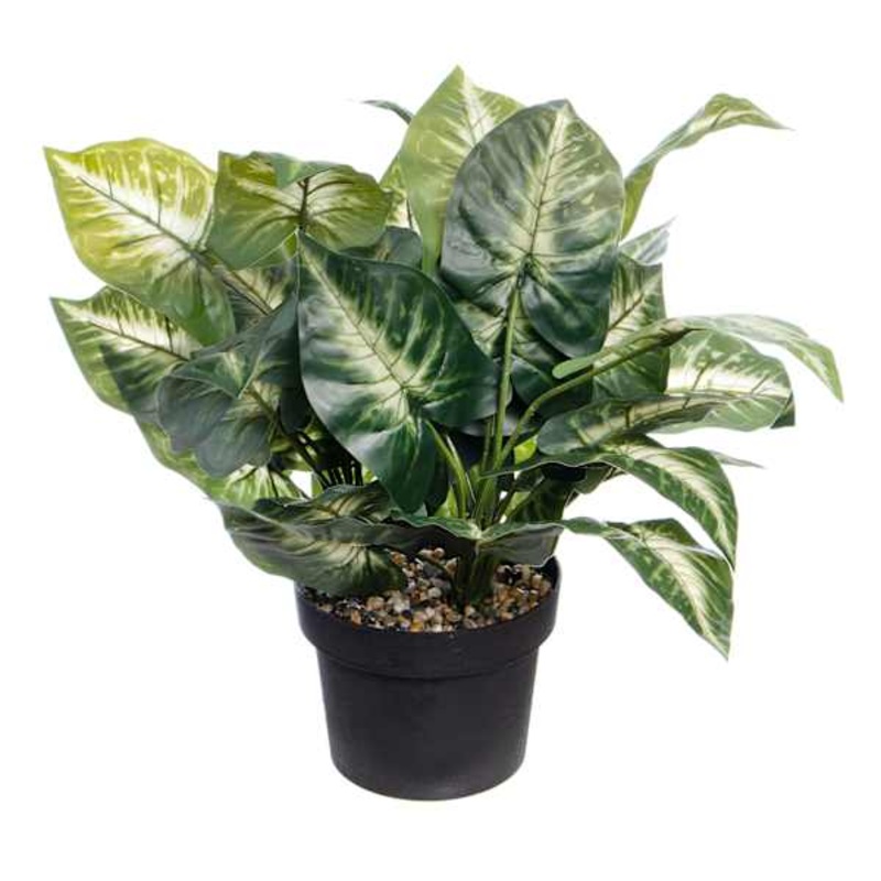 UV-Protected Caladium in Plastic Pot, 16″