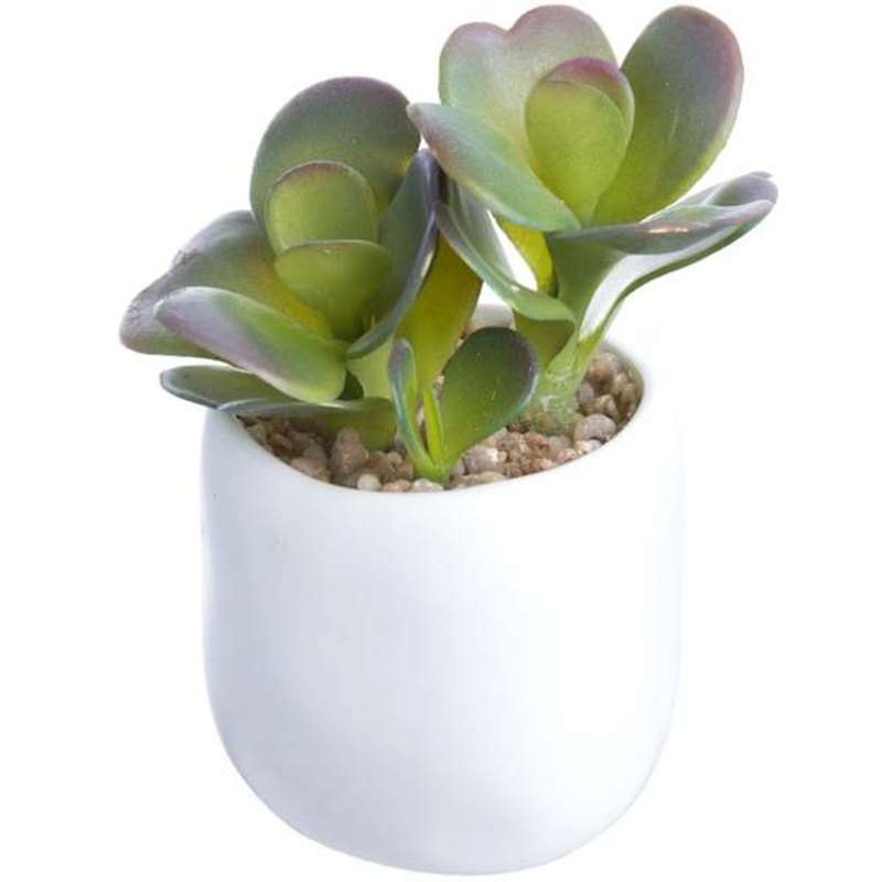 Aloe with White Ceramic Planter, 4.5″