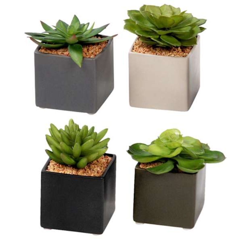 Assorted Succulent in Ceramic Pot, 4″