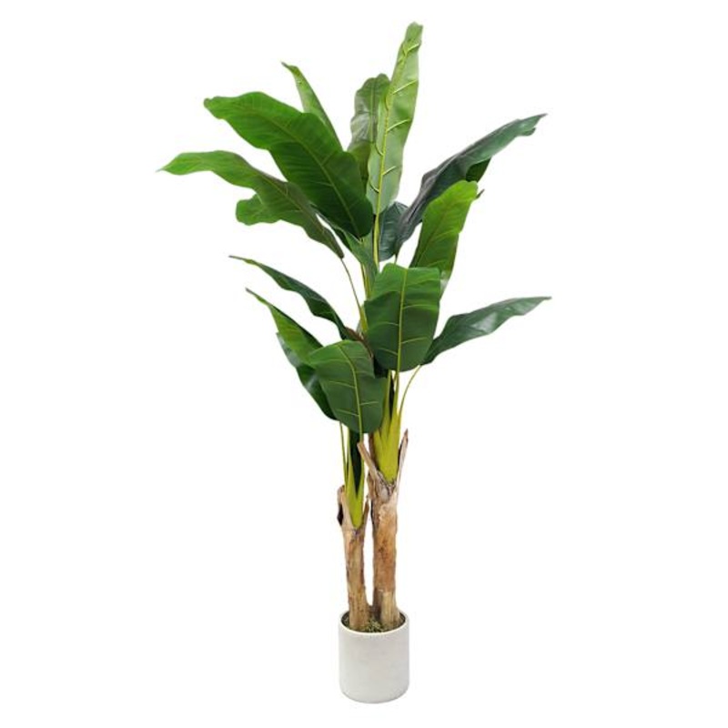 Banana Tree in Ceramic Grey Pot, 6′