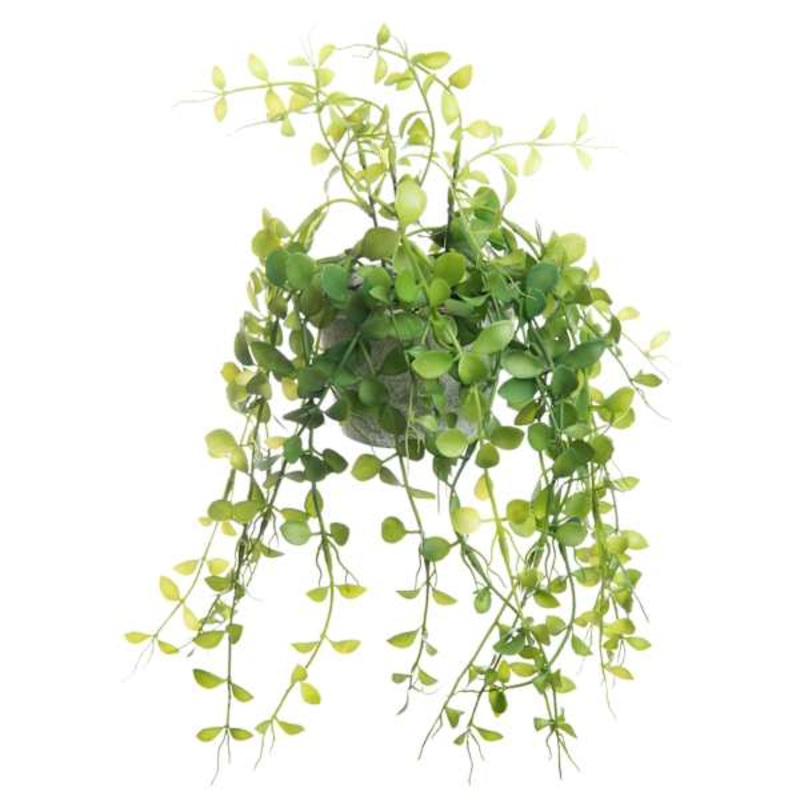 Button Leaf Plant with White Planter, 9″