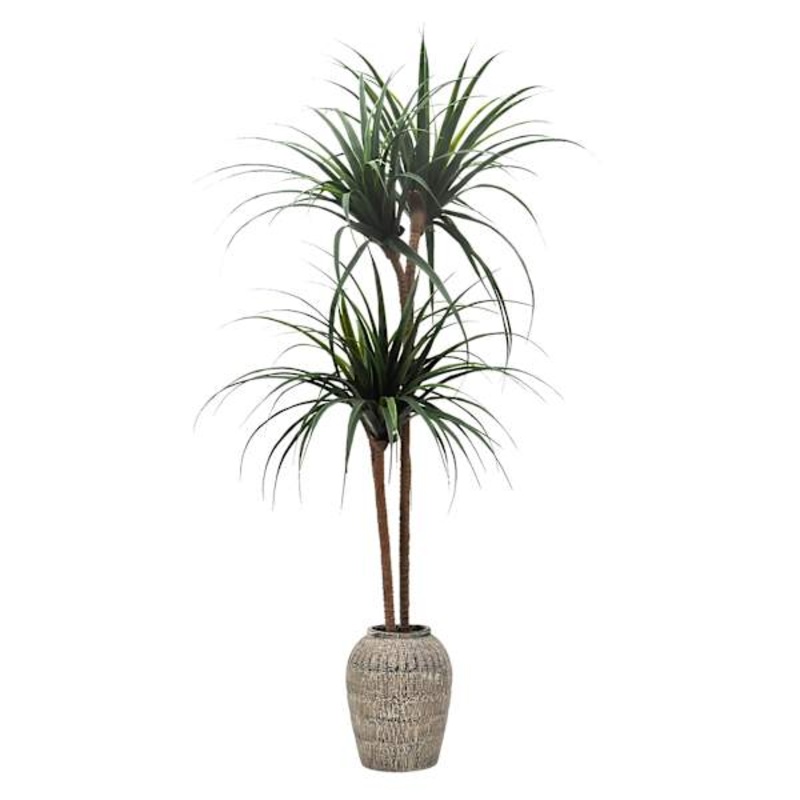 Dracaena Plant in Woven Vessel, 60″