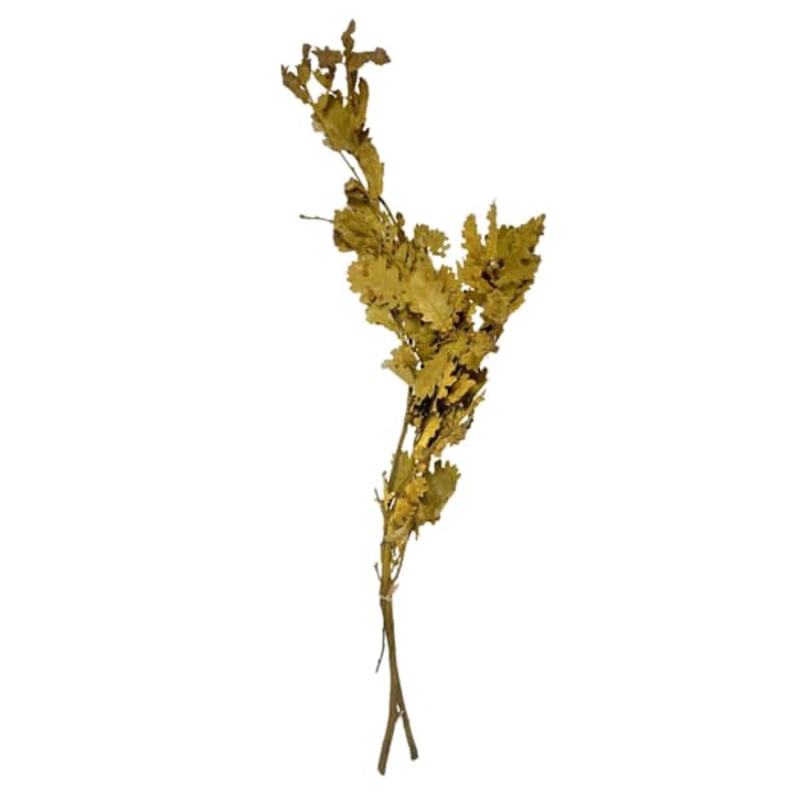 Dried Green Oak Leaves Bundle