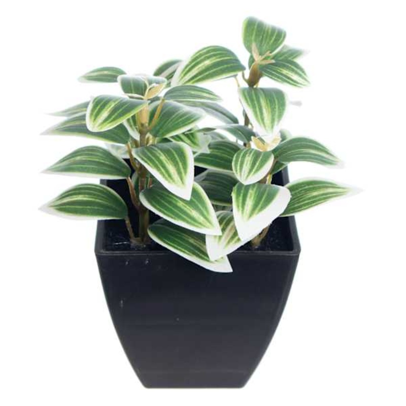 Green Wandering Jew Plant in Pot, 6″