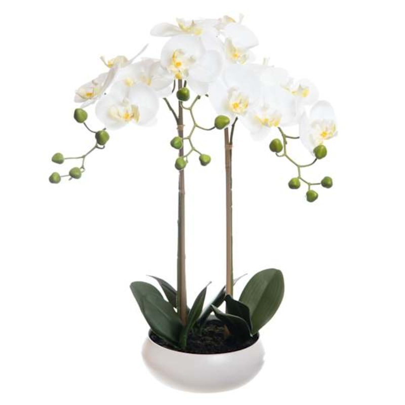 Laila Ali Potted Phalaenopsis Plant, 26″