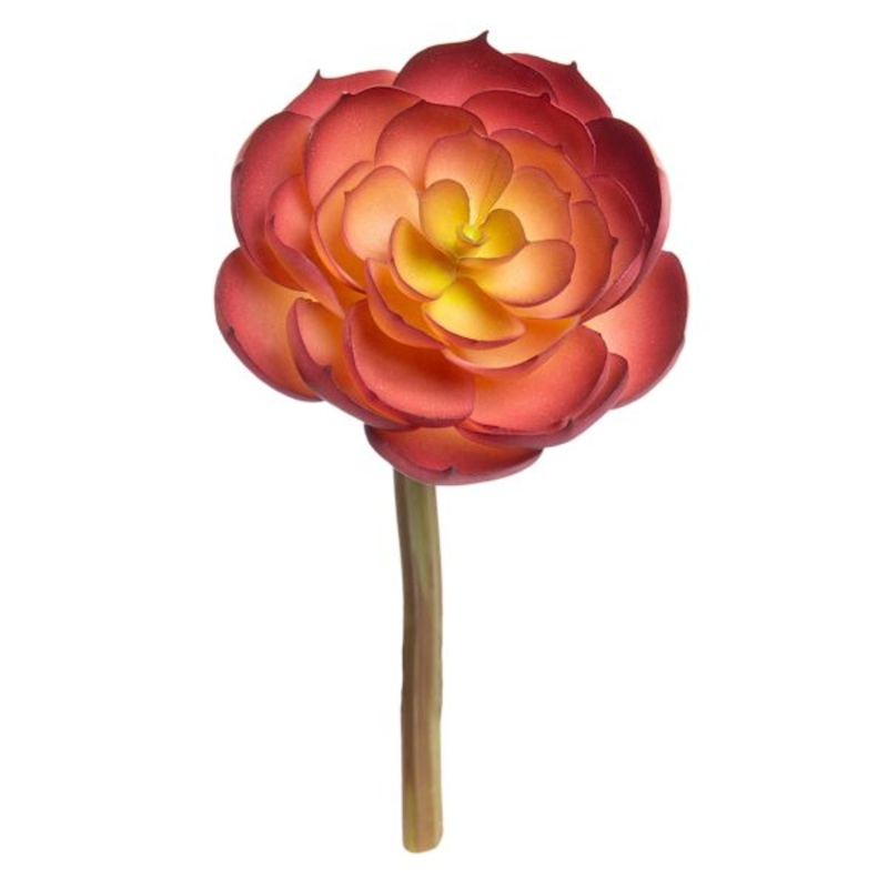 Maroon Echeveria Pick, 6″