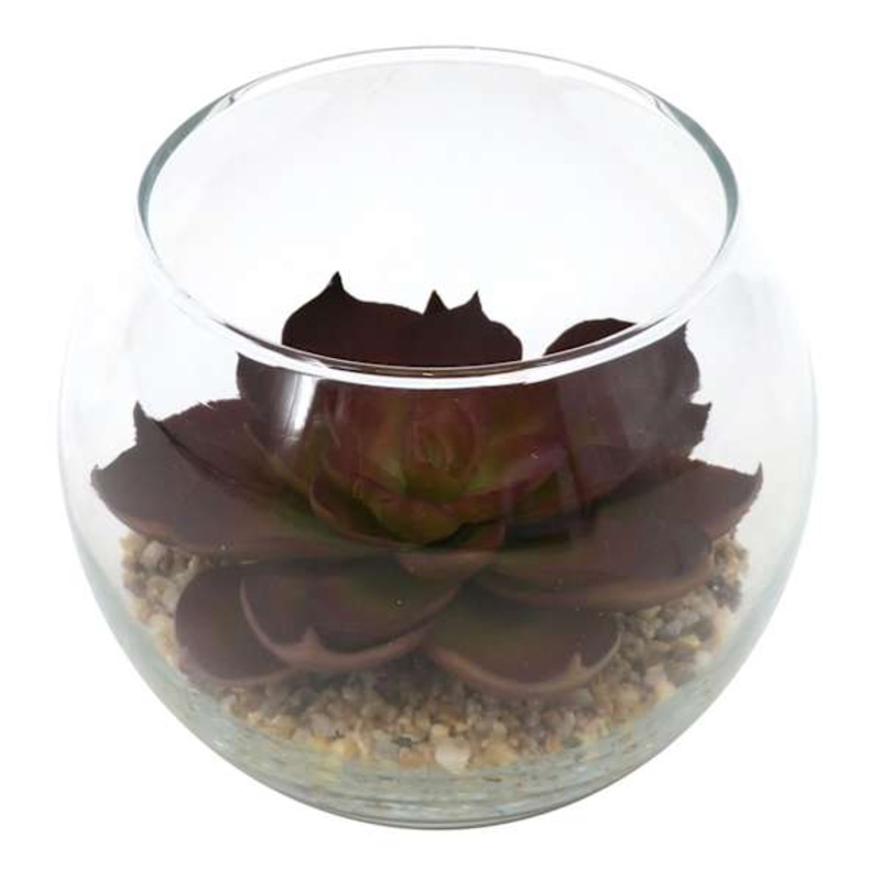 Red Echeveria Succulent in Glass Vase, 3.5″