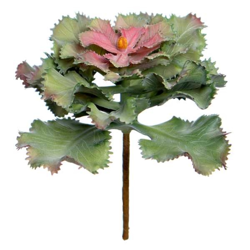 Ruffled Echeveria Pick, 5″
