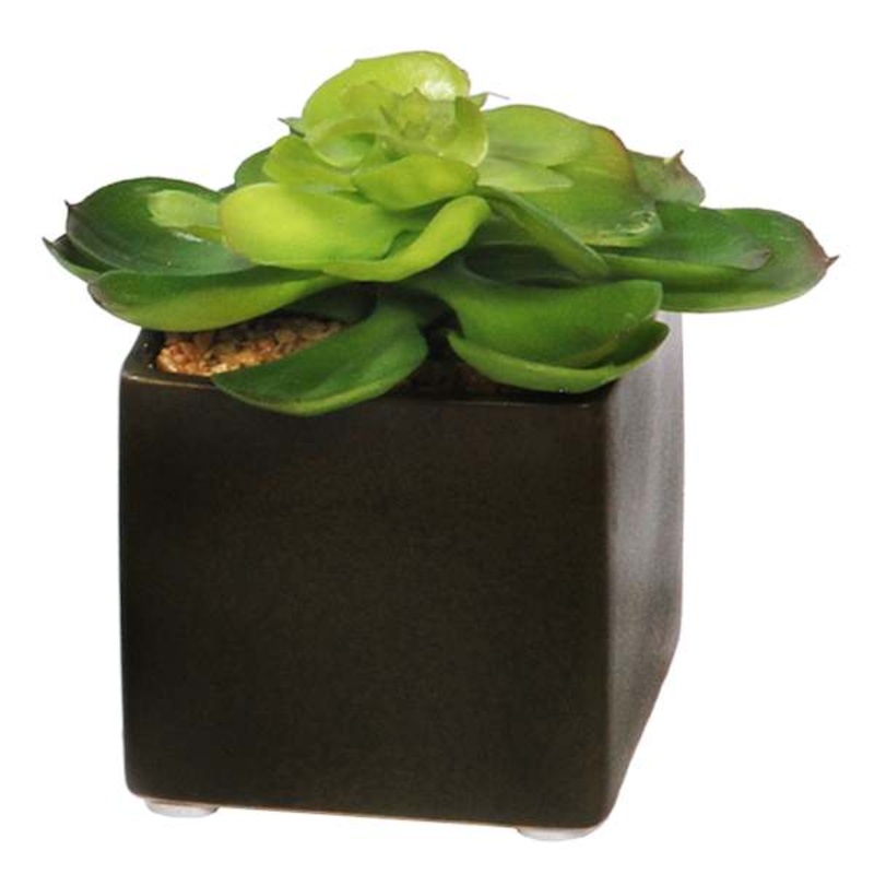 Succulent in Ceramic Pot, 4″